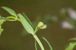 South Americn skullcap